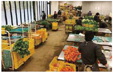 東京グリーンシステムズでの活動の様子